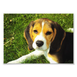 Foto de Filhote de Beagle