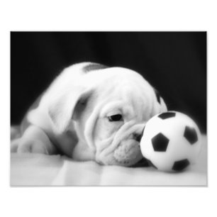 Foto De "filhote de cachorro inglês do buldogue do