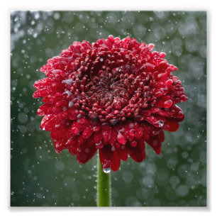 Foto de Flor de Água Vermelha