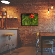 Foto de flor de papoula vermelha