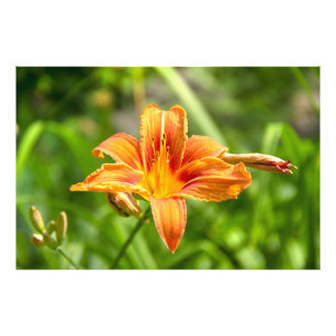 Foto de flor Lily grande e bonita