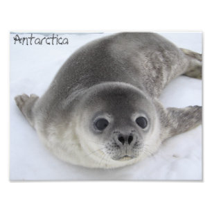 Foto de foca-bebê da Antártida