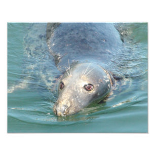 Foto de foca fofa impressa, do Pier de Chatham Cap
