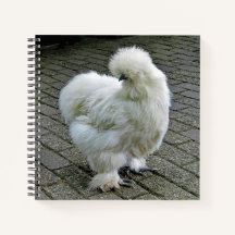 Foto de frango branco Silkie