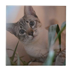 Foto de gato bonito