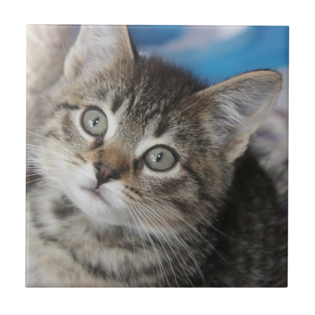 Foto de Gato Fofo da Família (Frente)