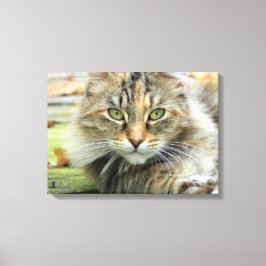 Foto de Gato Marrom de Pelo Longo em Tela Canvas
