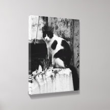Foto de gato preto e branco