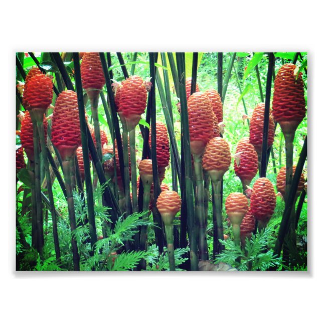 Foto de gengibre (Frente)