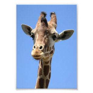 Foto de Girafa