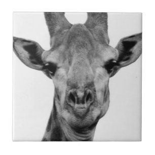 Foto de Girafa Preta e Branca