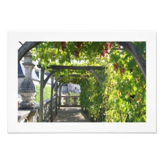 Foto de Grape Arbor no Palácio de Villandry, Franç