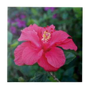 Foto de Hibiscus Rosa Brilhante