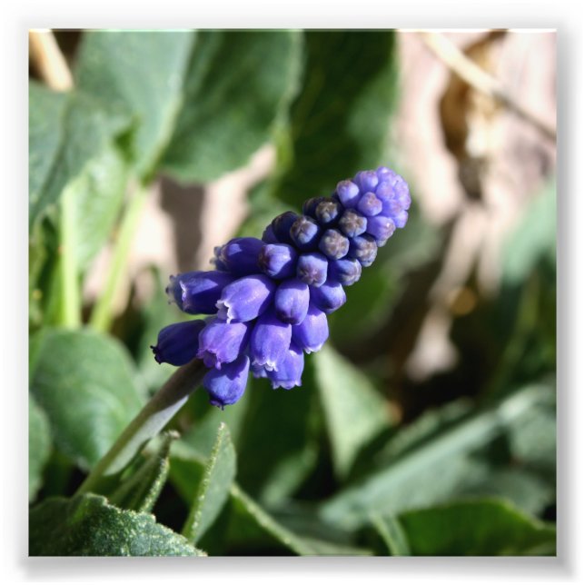 Foto de Hyacinth de Grape (Frente)