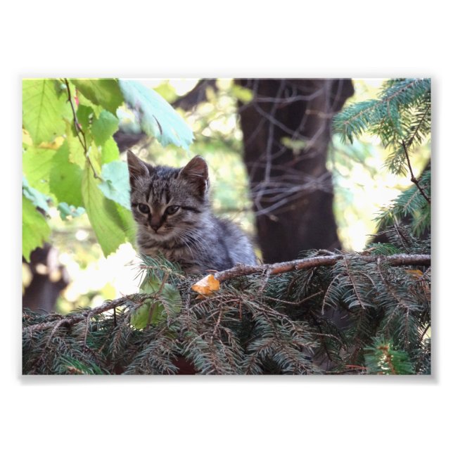 Foto de Kitten Kodak Professional (Frente)