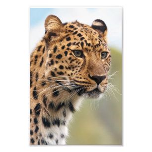 Foto de Leopardo