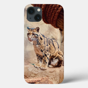 foto de leopardo nebuloso natureza vida selvagem e