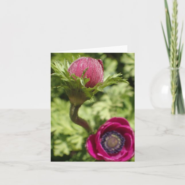Foto de macro, única flor rosa a negrito no cartão (Frente)