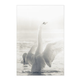 Foto de Natureza de Swan Branco