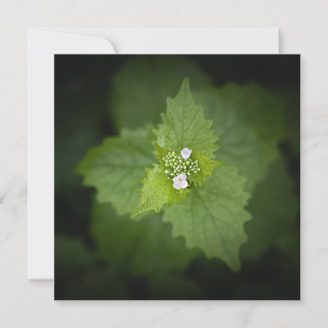Foto de natureza floral (Frente)