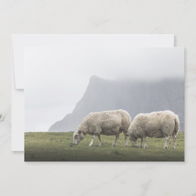 Foto de Natureza Ovina Grazing (Frente)