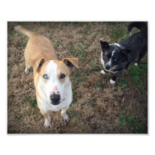 Foto de olhos azuis+marrom-eyed