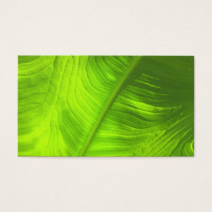 Foto de ouvido do elefante abstrato com Vazio tras