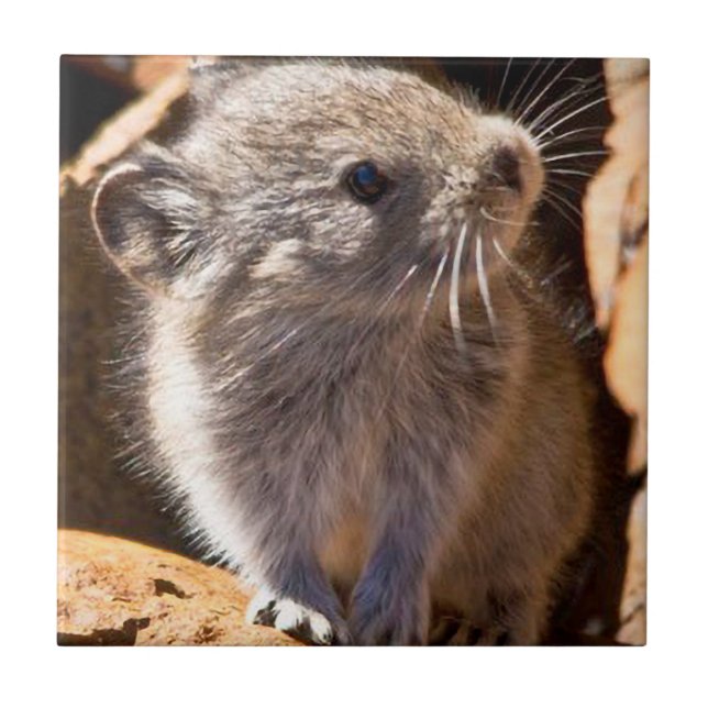 Foto de Pika bonita para sua cozinha (Frente)