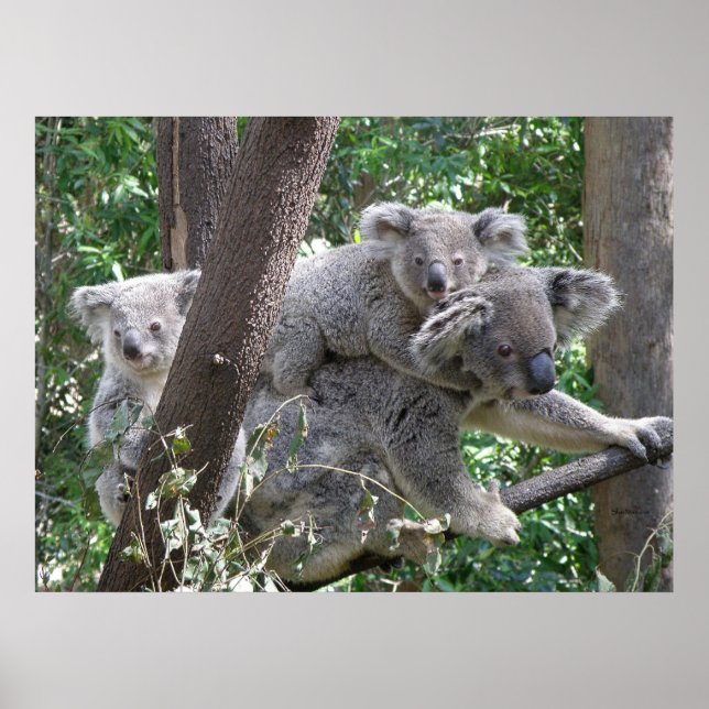 Foto de poster Koala e Dois Bebês, Austrália (Frente)