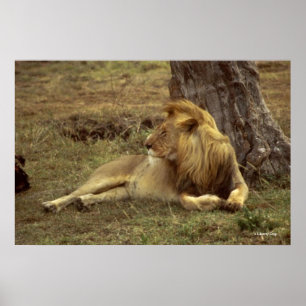 FOTO DE POSTERS E CANVASSAS DE LÍON AFRICANOS