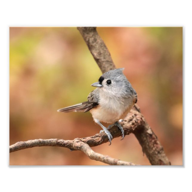 Foto de queda do Titmouse tufado (Frente)