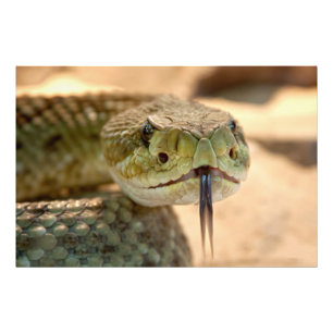 Foto de Rattlesnake Closeup