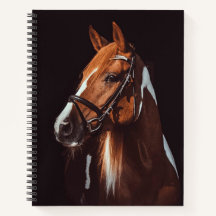 Foto de Retrato de Cavalo de Pintura Castanho Boni