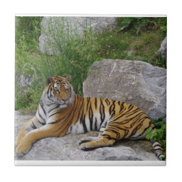 Foto de retrato de um tigre siberiano