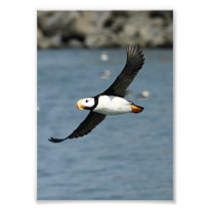 Foto de Satin 5x7 do puffin