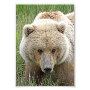 Foto de Satin 5x7 do urso pardo