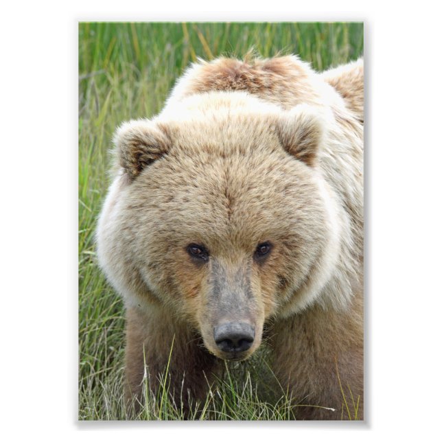 Foto de Satin 5x7 do urso pardo (Frente)