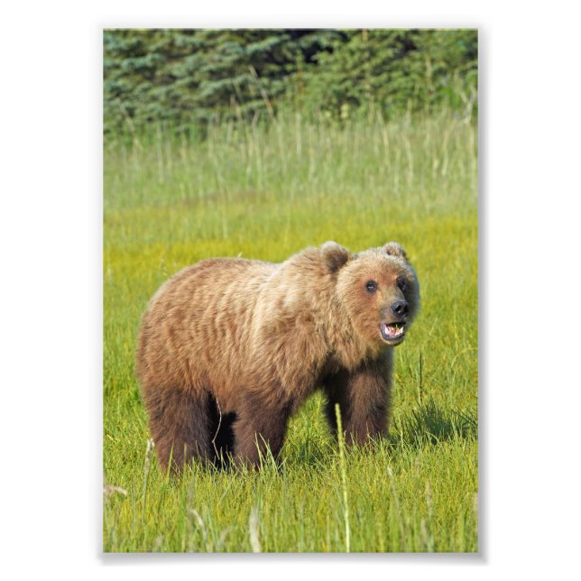 Foto de Satin 5x7 do urso pardo (Frente)
