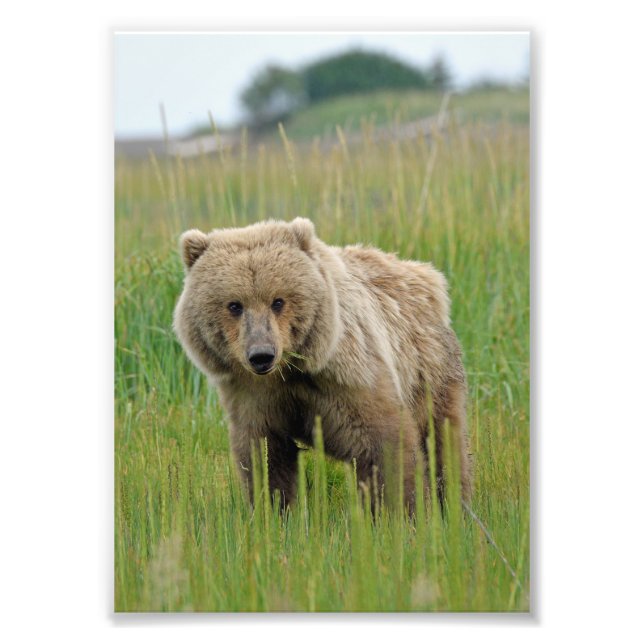Foto de Satin 5x7 do urso pardo (Frente)