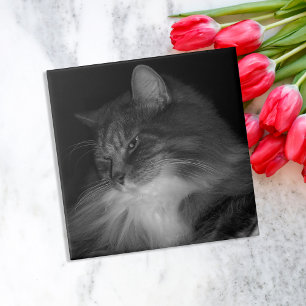 Foto de Simba por Cat BW