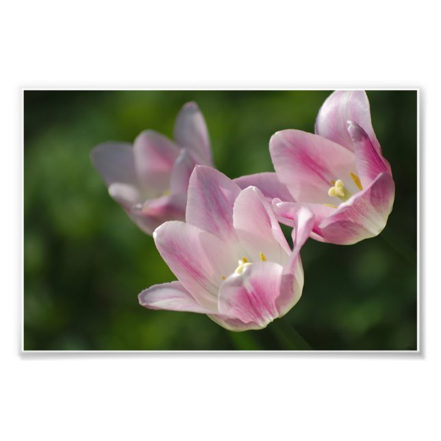 Foto de três tulipas rosa (Frente)