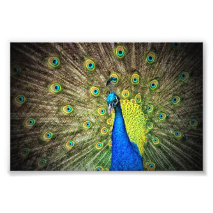 Foto de um belo pavão