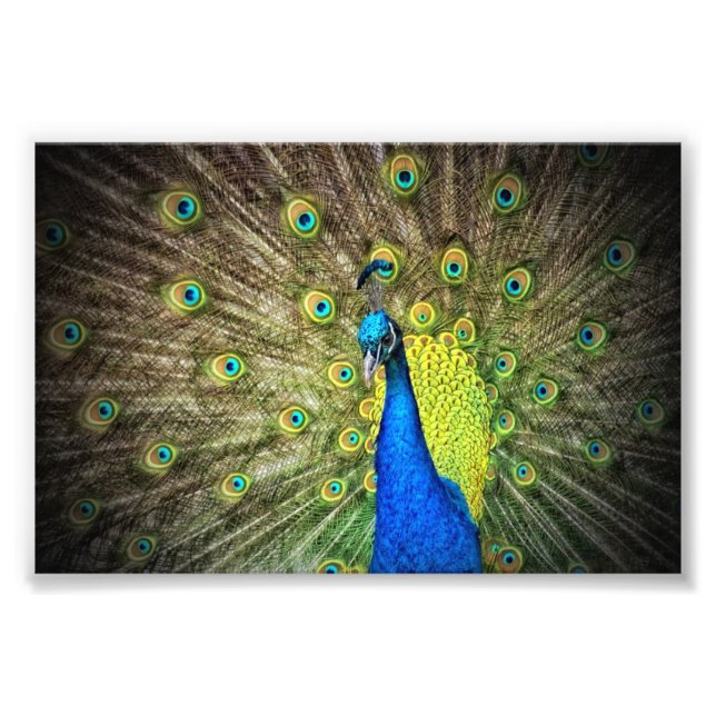 Foto de um belo pavão (Frente)