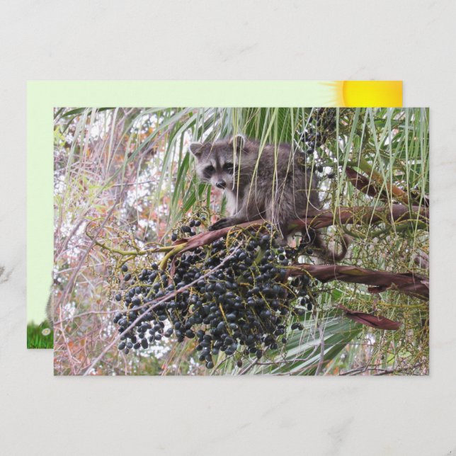 Foto de um Jovem guaxinim Comendo Berries (Frente/Verso)