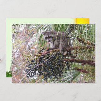 Foto de um Jovem guaxinim Comendo Berries