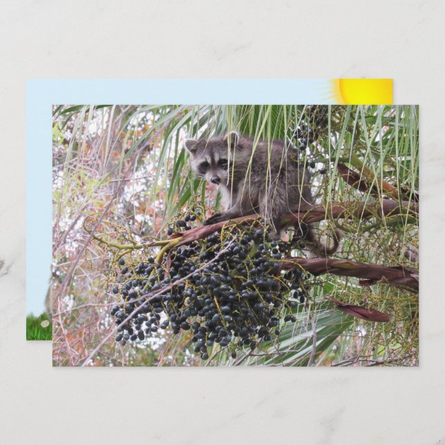 Foto de um Jovem guaxinim Comendo Berries (Frente/Verso)