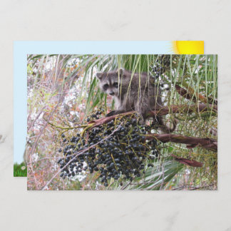 Foto de um Jovem guaxinim Comendo Berries