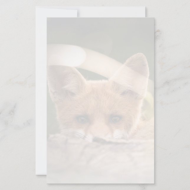 Foto de uma adorável pequena raposa laranja (Frente)