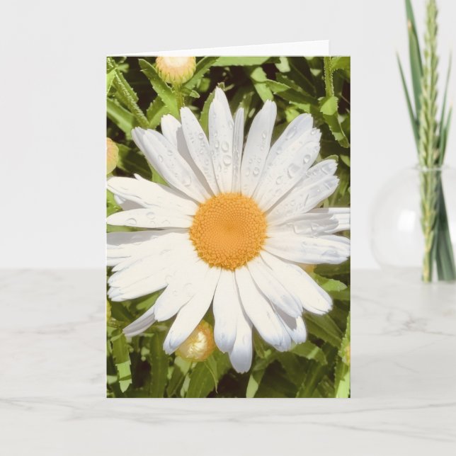 Foto de uma Flor de New England Cartão de Abertura (Frente)