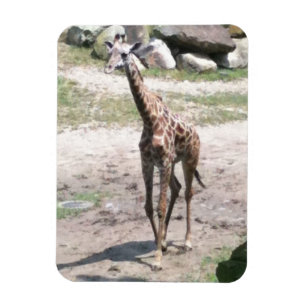 Foto de uma girafa bebê andando em ímãs naturais